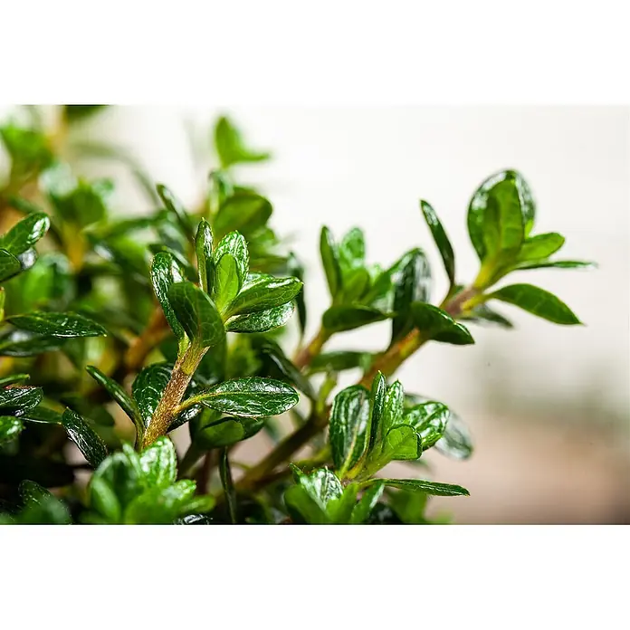 Pflanzen für dich Japanische Azalee 30-40 cm - Rhododendron obtusum 'Anouk', Lila - Nahaufnahme einer kleinen Pflanze mit glänzenden grünen Blättern und braunen Stielen.