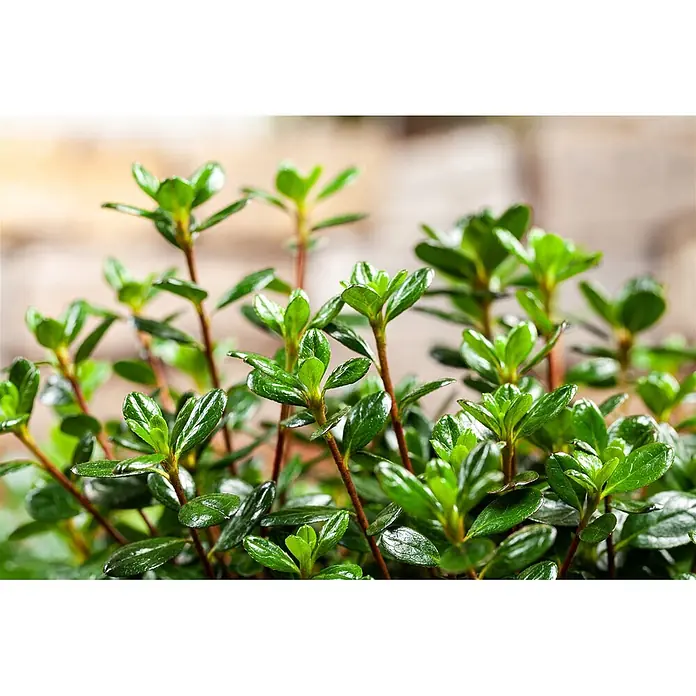 Pflanzen für dich Japanische Azalee 30-40 cm - Rhododendron obtusum 'Anouk', Lila - Leuchtend grüne Pflanzenkeimlinge mit glänzenden, ovalen Blättern und rotbraunen Stielen, die nach oben wachsen.