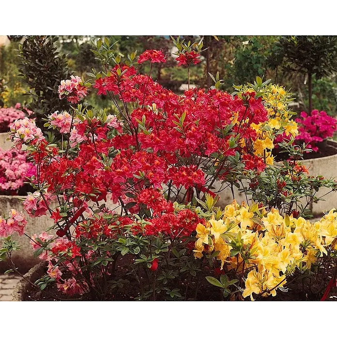 Pflanzen für dich Rhododendron 40-50 cm - Rhododendron mollis x sinensis, Blütenfarbe: Orange - Leuchtend rote, gelbe und pinkfarbene Azaleenblüten in Töpfen in einer Gartenumgebung.