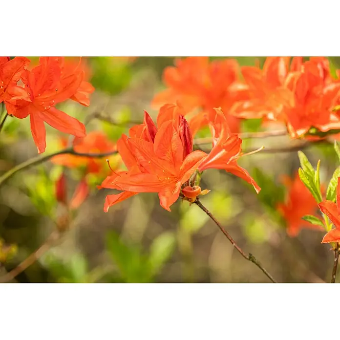 Pflanzen für dich Rhododendron 40-50 cm - Rhododendron mollis x sinensis, Blütenfarbe: Orange - Leuchtend orangefarbene Blüten mit sichtbaren Staubblättern an einem Ast blühend.