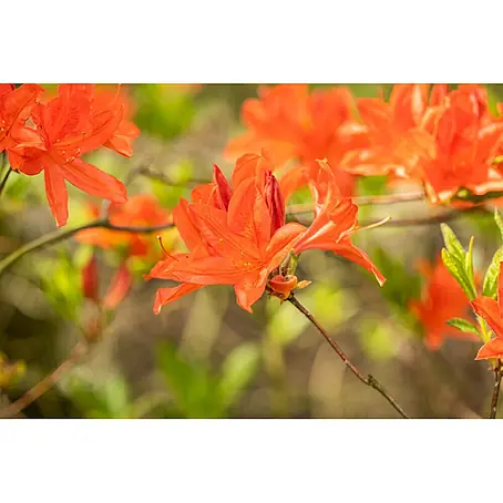 Pflanzen für dich  Rhododendron 40-50 cm