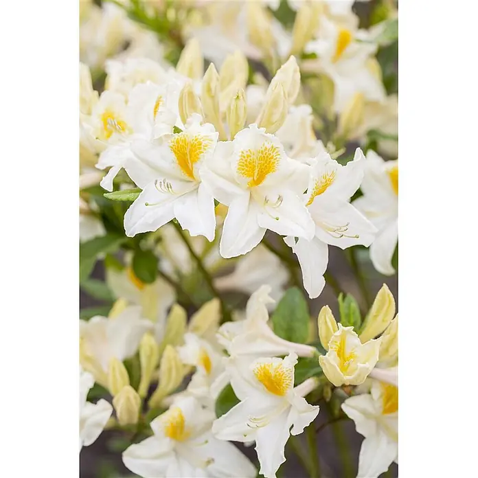 Pflanzen für dich Rhododendron 40-50 cm - Rhododendron luteum 'Persil', Blütenfarbe: Weiß - Blühende weiße Blumen mit gesprenkelten gelben Zentren und gelben Knospen.