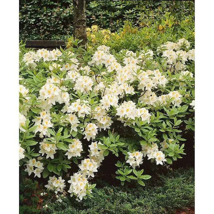 Pflanzen für dich Rhododendron 40-50 cm - Rhododendron luteum 'Persil', Blütenfarbe: Weiß - Dichter weißer Azaleenstrauch mit gelbzentrierten Blüten in einem Garten.