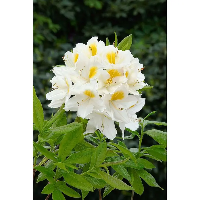 Pflanzen für dich Rhododendron 40-50 cm - Rhododendron luteum 'Persil', Blütenfarbe: Weiß - Gruppe weißer Blüten mit gelben Zentren und grünen Blättern.