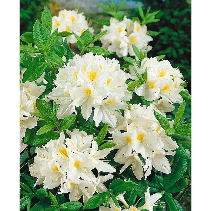 Pflanzen für dich Rhododendron 40-50 cm - Rhododendron luteum 'Persil', Blütenfarbe: Weiß - Nahaufnahme weißer Azaleenblüten mit leuchtend gelben Zentren inmitten grünen Laubs.
