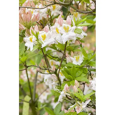 Pflanzen für dich  Rhododendron 40-50 cm