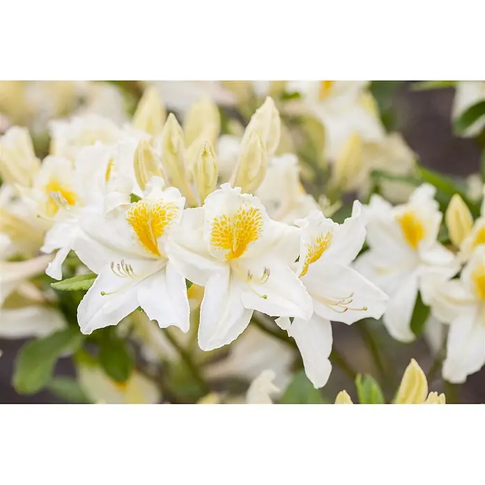 Pflanzen für dich Rhododendron 40-50 cm - Rhododendron luteum 'Persil', Blütenfarbe: Weiß - Weiße Blüten mit gelben Zentren und ungeöffneten Knospen.