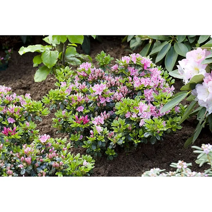 Pflanzen für dich Japanische Azalee 25-30 cm - Rhododendron obtusum 'Kermesina Rose', Rosa - Lebhaft pinke und grüne Azaleenpflanzen in voller Blüte im Gartenbeet.
