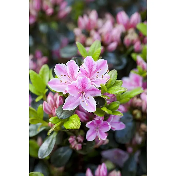 Pflanzen für dich Rhododendron 25-30 cm - Rhododendron obtusum 'Rokoko', Blütenfarbe: Rosa - Leuchtend rosa Blüten mit weißen Rändern und dunkleren Streifen, umgeben von grünen Blättern, an einem Busch blühend.