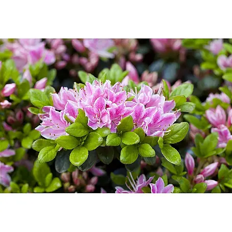 Pflanzen für dich  Rhododendron 30-40 cm