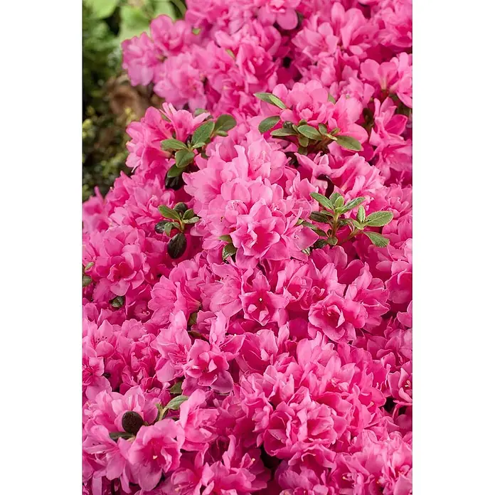 Pflanzen für dich Japanische Azalee 25-30 cm - Rhododendron obtusum 'Rokoko', Rosa - Dichter Büschel leuchtend rosa Azaleenblüten mit kleinen grünen Blättern.