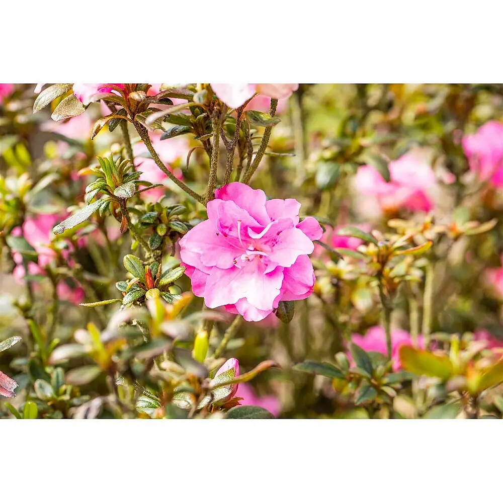 Pflanzen fr dich Rhododendron 25-30 cm online kaufen bei BAUHAUS