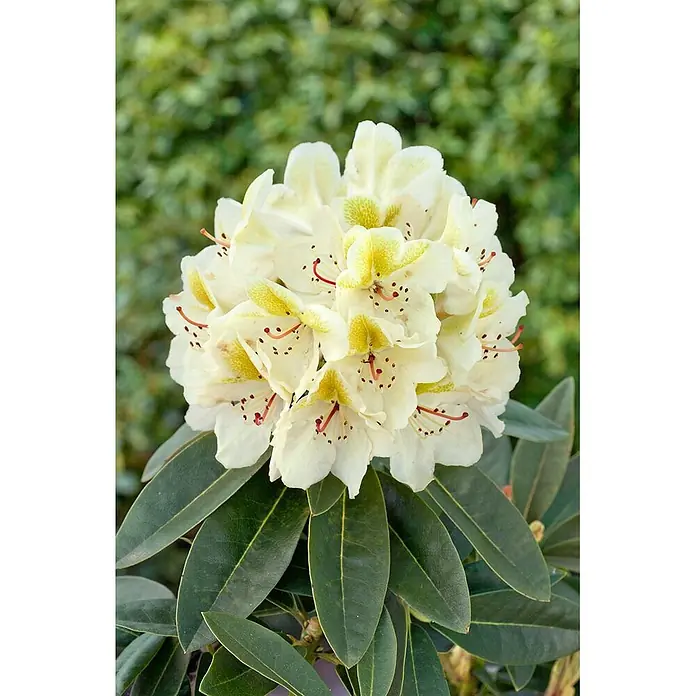 Pflanzen für dich Rhododendron 30-40 cm - Rhododendron, Blütenfarbe: Gelb - Nahaufnahme cremefarbener Rhododendronblüten mit gelb-grünen Zentren und roten Staubblättern, umgeben von dunkelgrünen Blättern.