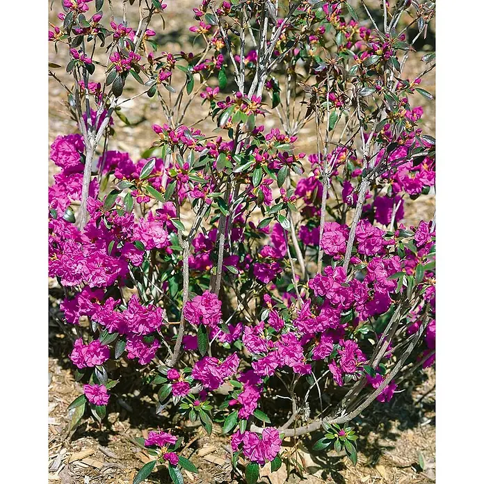 Pflanzen für dich Rhododendron 20-25 cm - Rhododendron dauricum 'April Rose', Blütenfarbe: Lila - Leuchtend magentafarbener Blütenstrauch mit grünen Blättern und holzigen Stielen auf Rindenmulch.