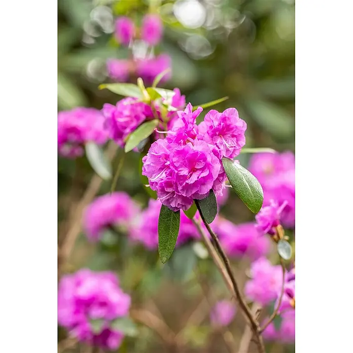 Pflanzen für dich Rhododendron 20-25 cm - Rhododendron dauricum 'April Rose', Blütenfarbe: Lila - Leuchtend rosa Rhododendronblüten mit grünen Blättern im natürlichen Gartenambiente.