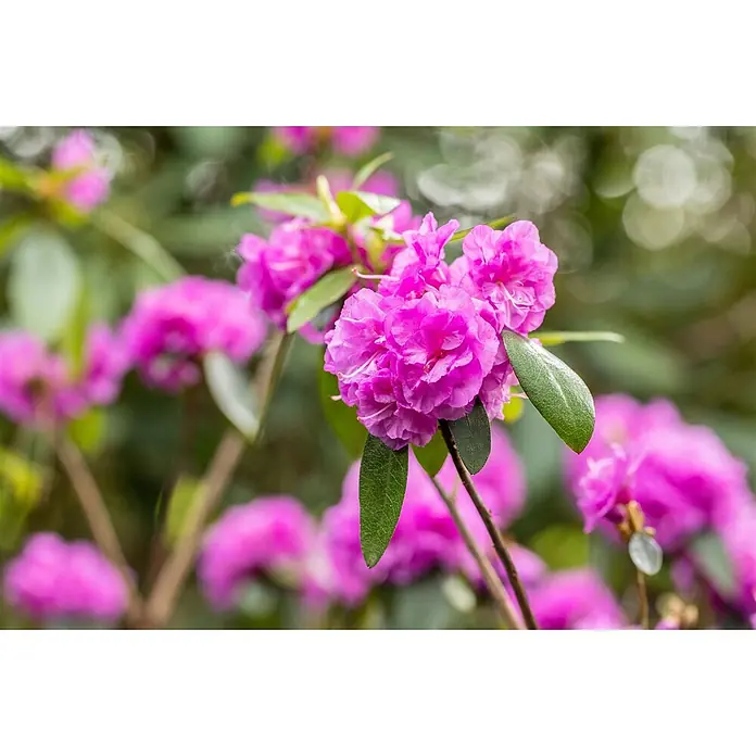 Pflanzen für dich Rhododendron 20-25 cm - Rhododendron dauricum 'April Rose', Blütenfarbe: Lila - Leuchtend rosa Rhododendronblüten mit grünen Blättern.