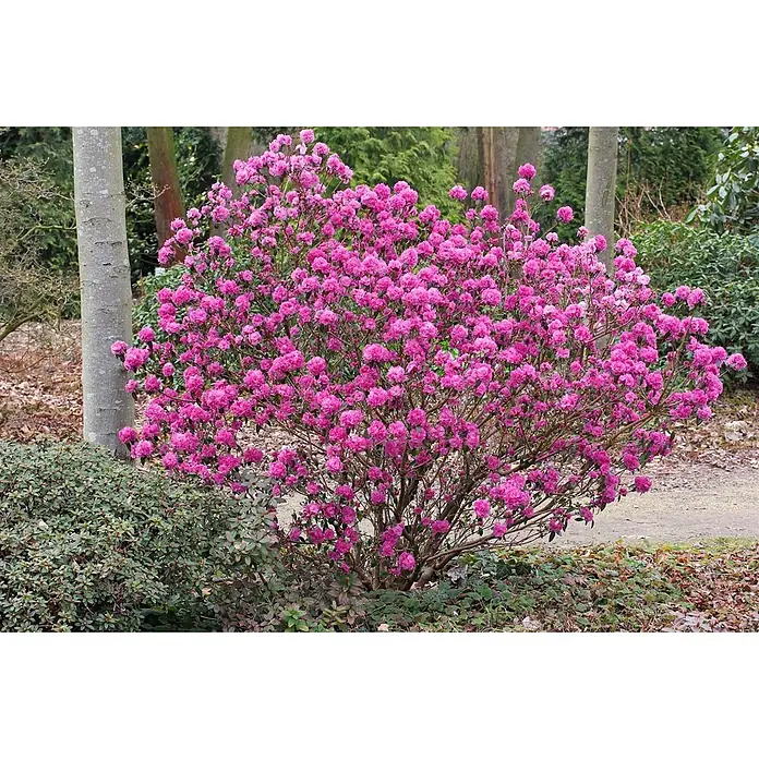 Pflanzen für dich Rhododendron 20-25 cm - Rhododendron dauricum 'April Rose', Blütenfarbe: Lila - Üppiger Strauch mit leuchtend rosa Blüten in einem natürlichen Garten.