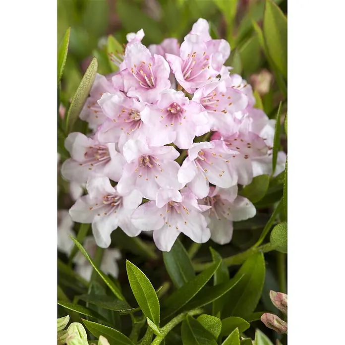 Pflanzen für dich Rhododendron 30-40 cm - Rhododendron micranthum 'Bloombux', Blütenfarbe: Rosa - Nahaufnahme einer Gruppe blassrosa Blüten mit gelben Staubblättern, die zwischen grünen Blättern blühen.