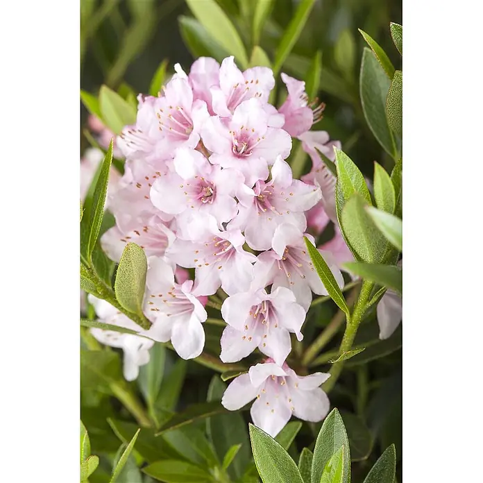 Pflanzen für dich Rhododendron 30-40 cm - Rhododendron micranthum 'Bloombux', Blütenfarbe: Rosa - Eine lebendige Gruppe zarter hellrosafarbener Blüten mit dunkleren Zentren und auffälligen Staubblättern.