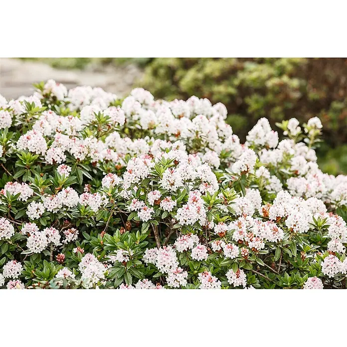 Pflanzen für dich Rhododendron 30-40 cm - Rhododendron micranthum 'Bloombux', Blütenfarbe: Rosa - Ein dichter Strauch, bedeckt mit zarten hellrosa und weißen Blüten und grünen Blättern.