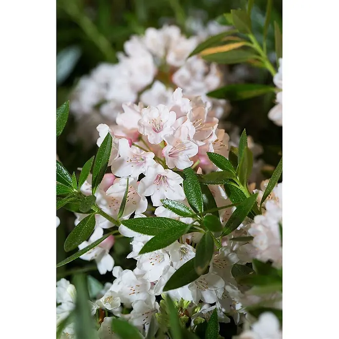 Pflanzen für dich Rhododendron 30-40 cm - Rhododendron micranthum 'Bloombux', Blütenfarbe: Rosa - Gebündelte hellrosa-weiße Blüten mit leuchtend grünen Blättern.