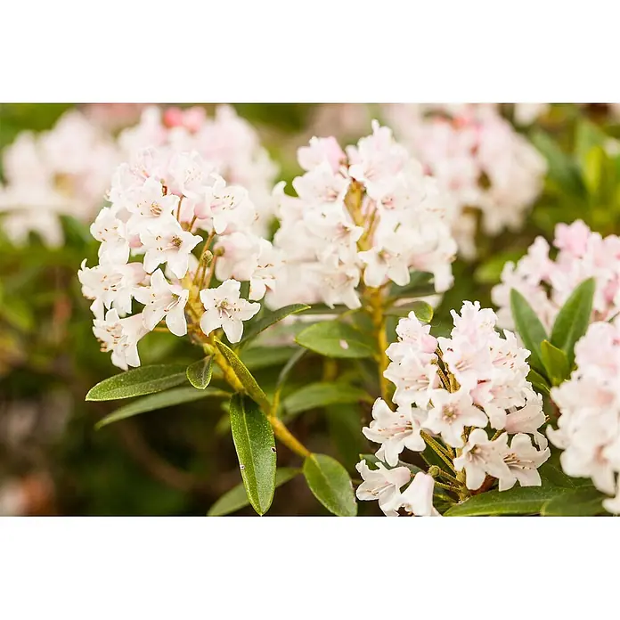 Pflanzen für dich Rhododendron 30-40 cm - Rhododendron micranthum 'Bloombux', Blütenfarbe: Rosa - Dichte Büschel zarter hellrosa und weißer Blüten an grünen Blattzweigen.