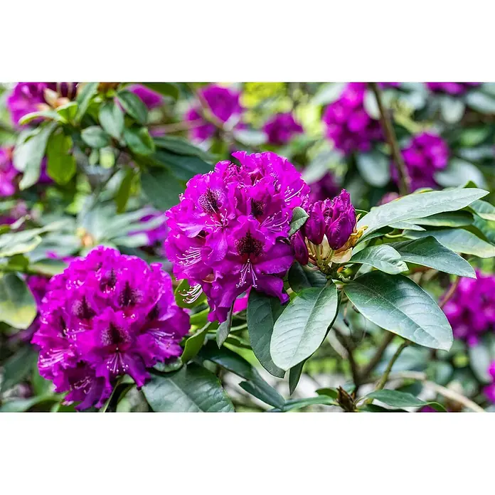 Pflanzen für dich Rhododendron 40-50 cm - Rhododendron 'Blaue Jungs', Blütenfarbe: Violett - Leuchtend violette Rhododendronblüten und Knospen an einem grünblättrigen Strauch.