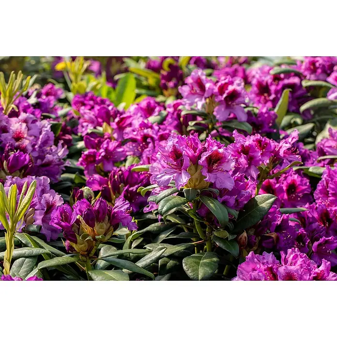 Pflanzen für dich Rhododendron 40-50 cm - Rhododendron 'Blaue Jungs', Blütenfarbe: Violett - Leuchtend violette Rhododendronblüten mit dunkelroten Zentren zwischen grünen Blättern.