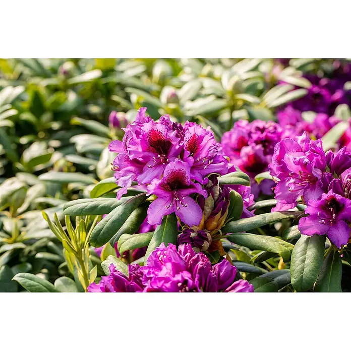 Pflanzen für dich Rhododendron 40-50 cm - Rhododendron 'Blaue Jungs', Blütenfarbe: Violett - Leuchtend violette Rhododendronblüten mit dunkelroten Zentren blühend.