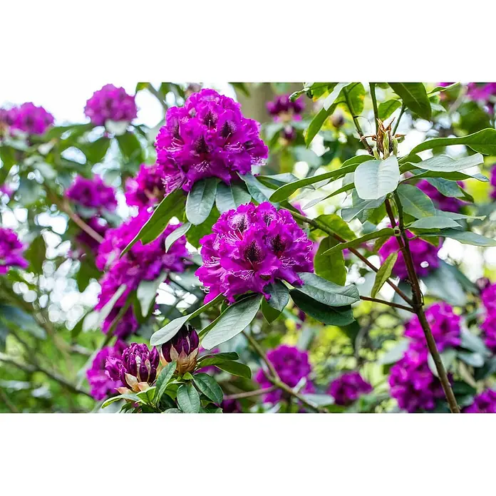 Pflanzen für dich Rhododendron 40-50 cm - Rhododendron 'Blaue Jungs', Blütenfarbe: Violett - Leuchtend violette Rhododendronblüten in voller Blüte mit grünen Blättern an einem Strauch.
