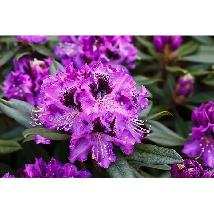 Pflanzen für dich Rhododendron 40-50 cm - Rhododendron 'Blaue Jungs', Blütenfarbe: Violett - Nahaufnahme lebendiger lila Rhododendronblüten mit dunklen Sprenkeln und Wassertropfen.