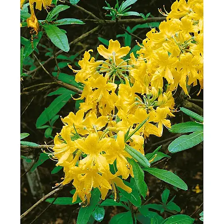 Pflanzen für dich  Rhododendron 30-40 cm