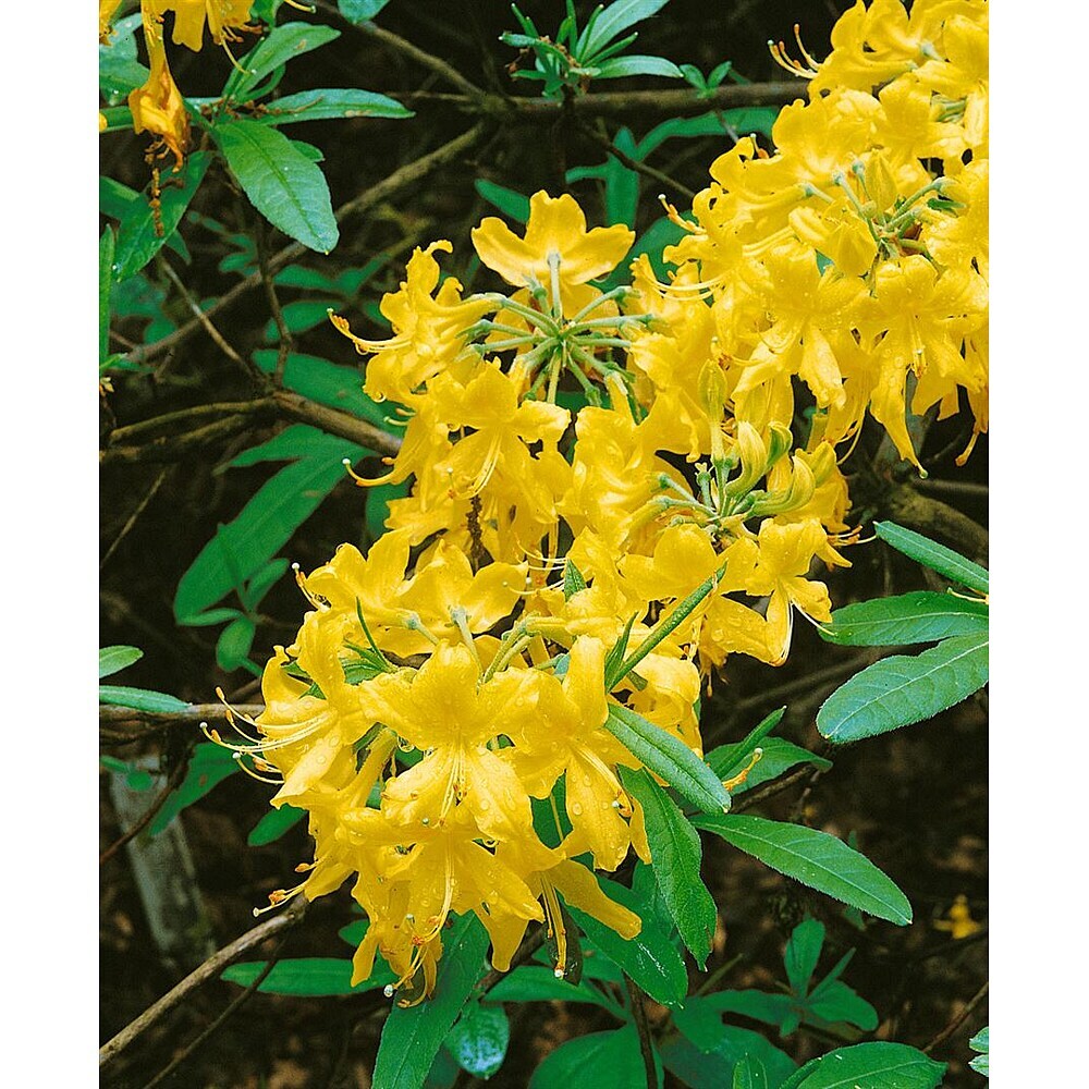 Pflanzen fr dich Rhododendron 30-40 cm online kaufen bei BAUHAUS