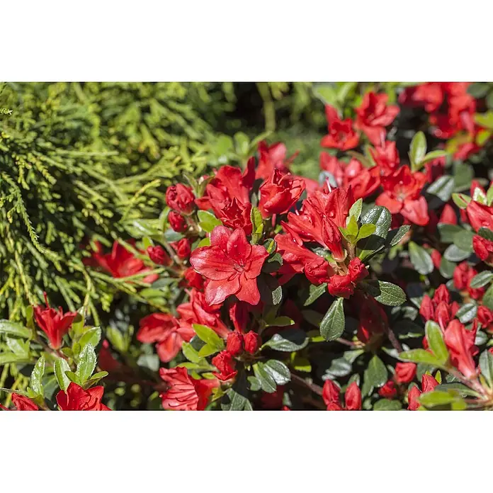 Pflanzen für dich Rhododendron 20-25 cm - Rhododendron obtusum 'Fridoline', Blütenfarbe: Rot - Leuchtend rote Azaleenblüten mit grünen Blättern, blühend in einem Garten.