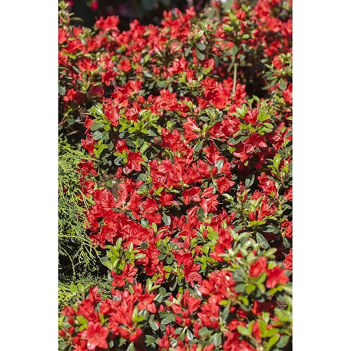 Pflanzen für dich Rhododendron 20-25 cm - Rhododendron obtusum 'Fridoline', Blütenfarbe: Rot - Dichter Busch mit leuchtend roten Blüten und grünen Blättern.