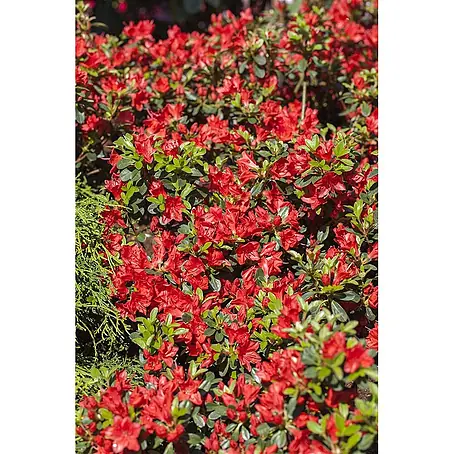 Pflanzen für dich  Rhododendron 20-25 cm