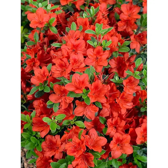 Pflanzen für dich Rhododendron 20-25 cm - Rhododendron obtusum 'Fridoline', Blütenfarbe: Rot - Dicht gedrängte rot-orange Azaleenblüten mit grünen Blättern.