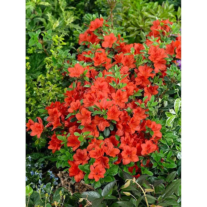 Pflanzen für dich Rhododendron 20-25 cm - Rhododendron obtusum 'Fridoline', Blütenfarbe: Rot - Lebhafter roter Azaleenstrauch mit hellgrünen Blättern, eine schöne blühende Gartenpflanze.