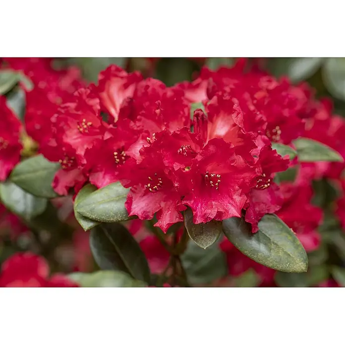Pflanzen für dich Rhododendron 40-50 cm - Rhododendron williamsianum 'Tromba', Blütenfarbe: Rosa - Leuchtend rote Rhododendronblüten mit dunkelgrünen Blättern, wunderschön blühend.