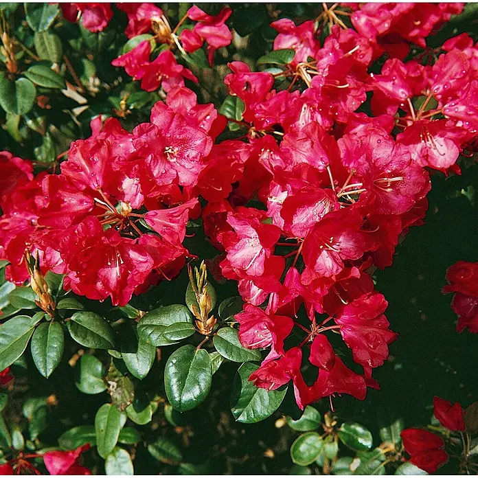Pflanzen für dich Rhododendron 40-50 cm - Rhododendron williamsianum 'Tromba', Blütenfarbe: Rosa - Leuchtend rote Blüten in voller Pracht, dicht beieinander an einer Pflanze.