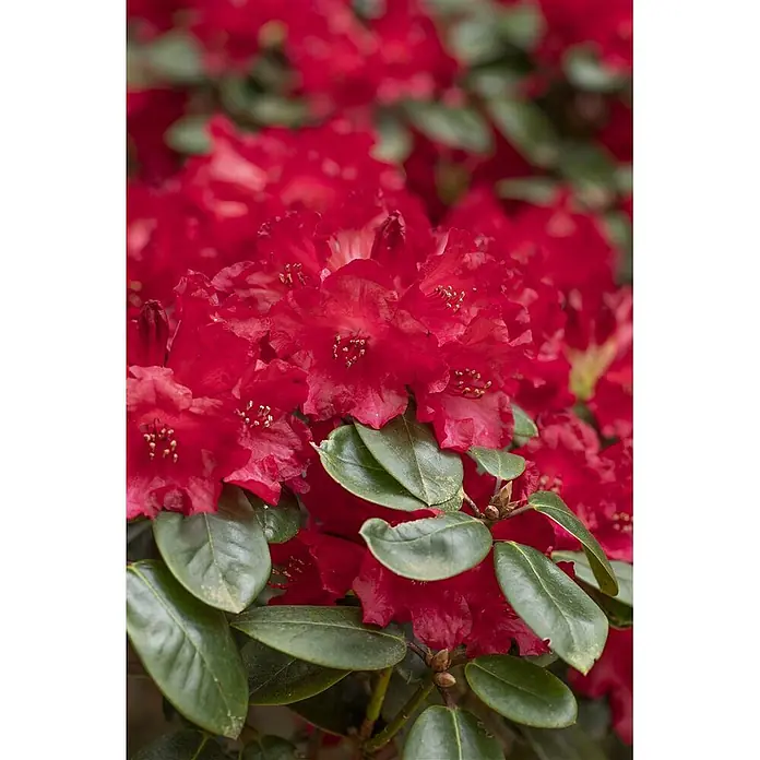 Pflanzen für dich Rhododendron 40-50 cm - Rhododendron williamsianum 'Tromba', Blütenfarbe: Rosa - Nahaufnahme leuchtend roter Rhododendronblüten mit grünen Blättern. Goldene Staubgefäße sind in der Mitte sichtbar.