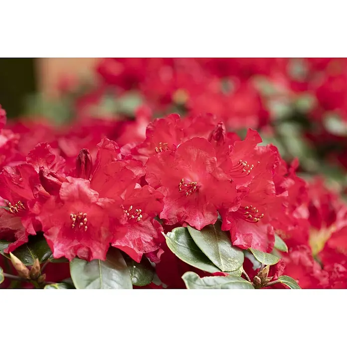 Pflanzen für dich Rhododendron 40-50 cm - Rhododendron williamsianum 'Tromba', Blütenfarbe: Rosa - Leuchtend rote Blumen mit grünen Blättern in einem Garten.