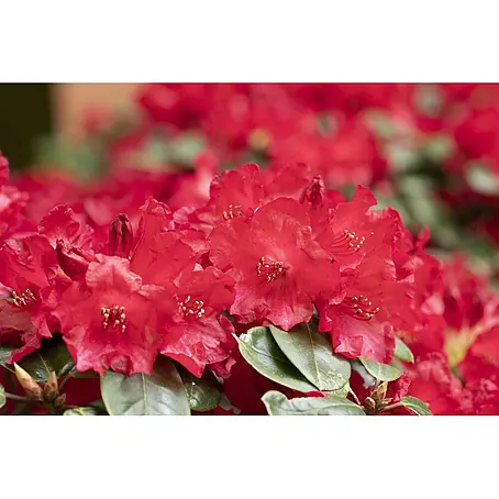 Pflanzen für dich  Rhododendron 30-40 cm