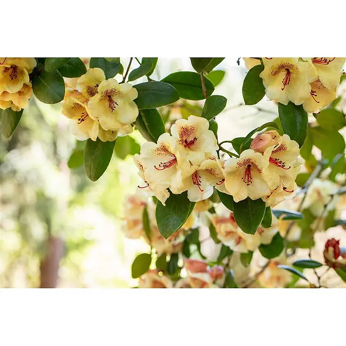 Pflanzen für dich Rhododendron 30-40 cm - Rhododendron 'Viscy', Blütenfarbe: Rosa - Büschel hellgelber Blüten mit roten gesprenkelten Zentren und roten Staubblättern an grünen Zweigen.