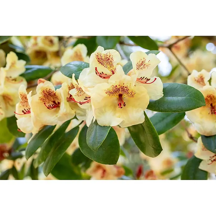Pflanzen für dich Rhododendron 30-40 cm - Rhododendron 'Viscy', Blütenfarbe: Rosa - Nahaufnahme von leuchtend gelben Rhododendronblüten mit roten Sprenkeln, umgeben von dunkelgrünen Blättern.