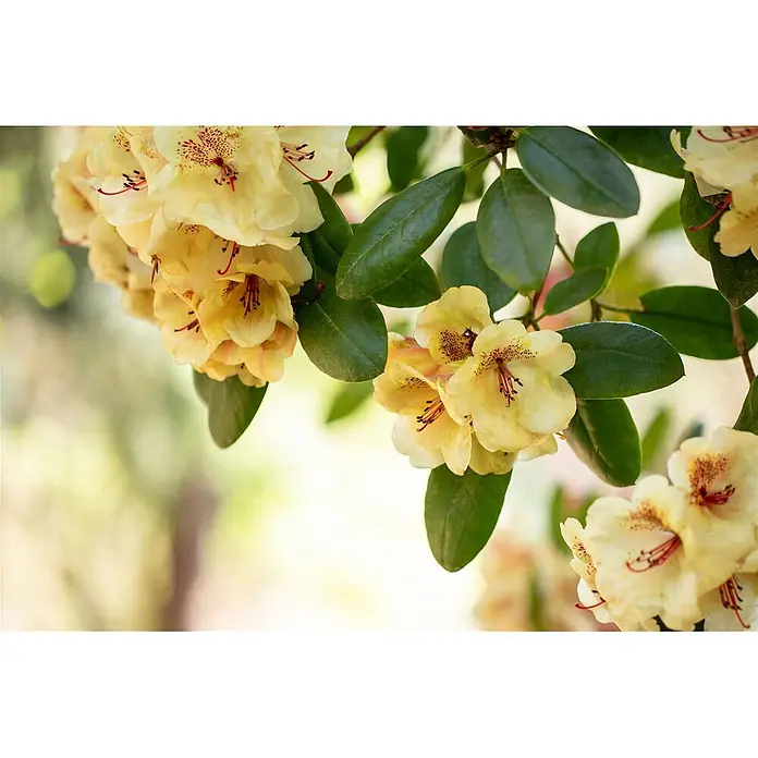 Pflanzen für dich Rhododendron 30-40 cm - Rhododendron 'Viscy', Blütenfarbe: Rosa - Gelbe Blüten mit roten Sprenkeln und grünen Blättern an einem Zweig.