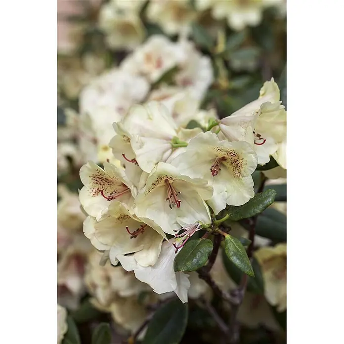 Pflanzen für dich Rhododendron 30-40 cm - Rhododendron 'Viscy', Blütenfarbe: Rosa - Cremefarbene Rhododendronblüten mit rot gesprenkelten Kehlen und roten Staubblättern, umgeben von grünen Blättern und verschwommenen Blüten.