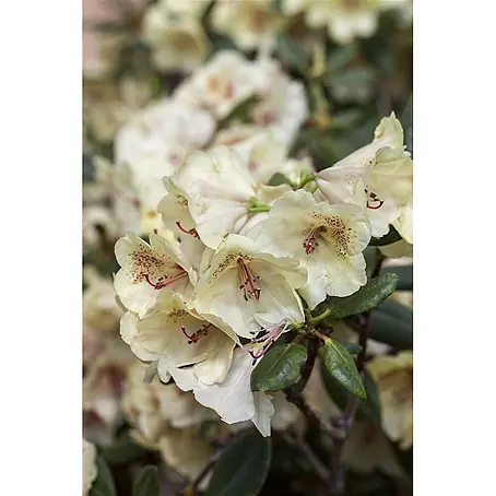 Pflanzen für dich  Rhododendron 30-40 cm
