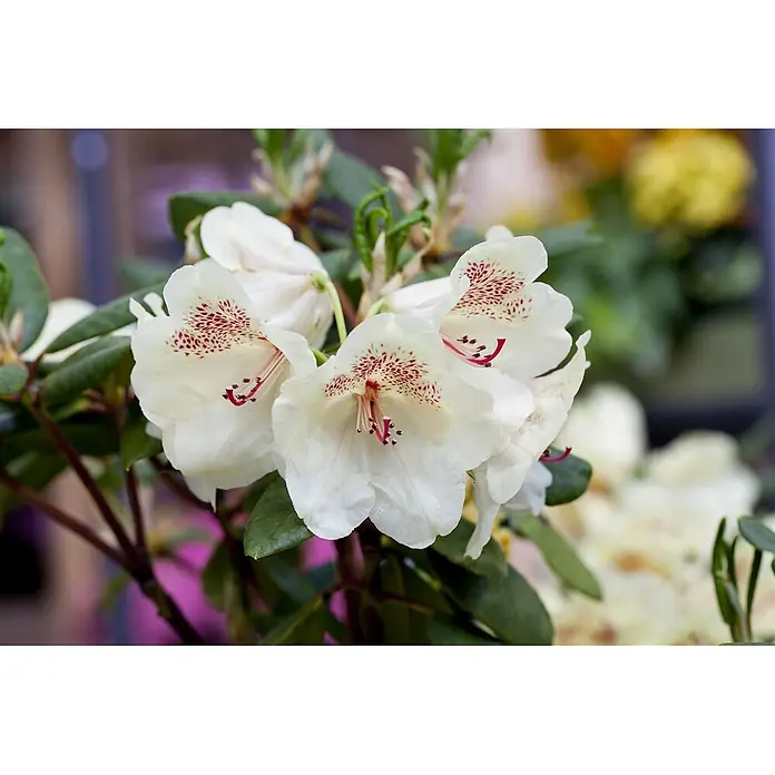 Pflanzen für dich Rhododendron 30-40 cm - Rhododendron 'Viscy', Blütenfarbe: Rosa - Nahaufnahme von weißen Rhododendronblüten mit roten Flecken im Schlund und markanten rosa Staubblättern, umgeben von grünen Blättern.
