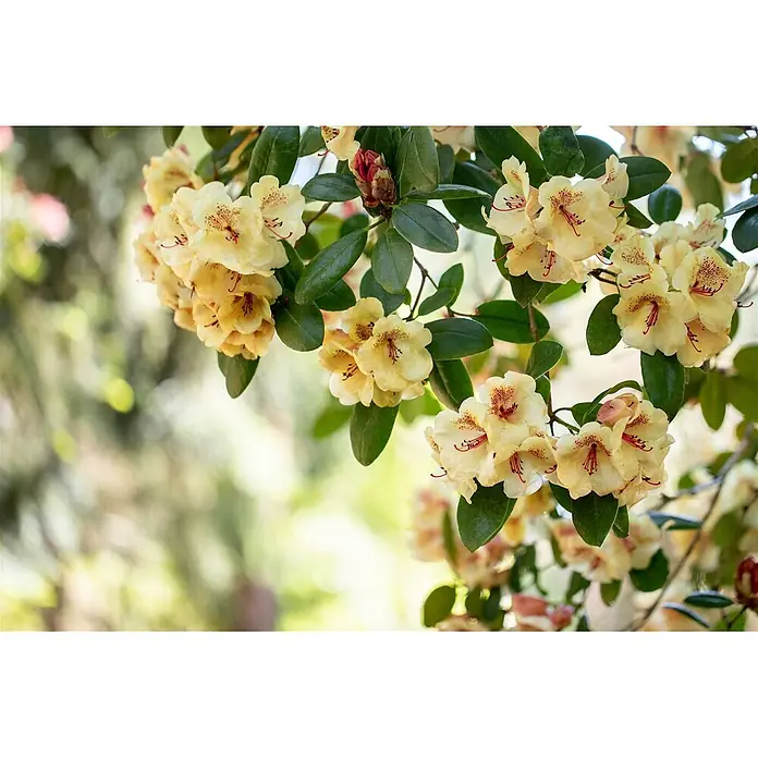 Pflanzen für dich Rhododendron 30-40 cm - Rhododendron 'Viscy', Blütenfarbe: Rosa - Hellgelbe Rhododendronblüten mit roten Sprenkeln, die an einem grünen Ast blühen.
